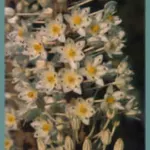 Urginea maritima ‘Red Squill’ (très gros calibre)