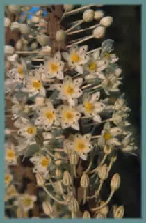 Urginea maritima &lsquo;Red Squill&rsquo; (très gros calibre)