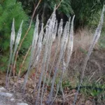 Urginea maritima ‘Red Squill’ (très gros calibre) — squill