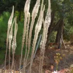 Urginea maritima ‘Red Squill’ (très gros calibre) — maritima