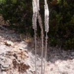 Urginea maritima Red Squill (moyenne taille)