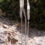 Urginea maritima Red Squill (moyenne taille)