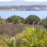Urginea maritima Red Squill (moyenne taille) — Squill