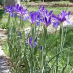 Iris xiphium