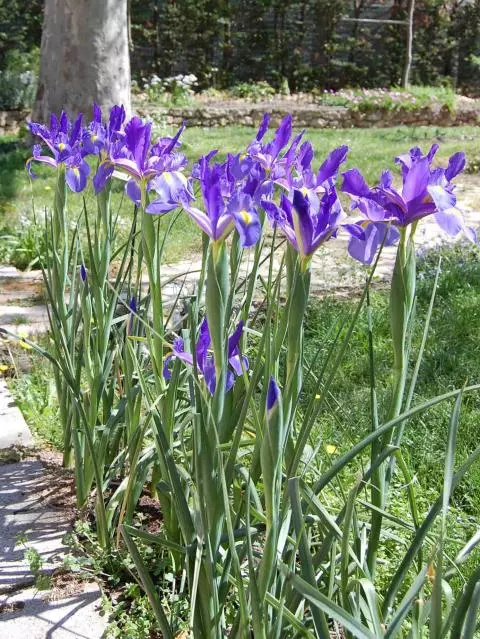 Iris xiphium