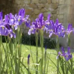 Iris xiphium — Iris xiphium