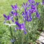 Iris xiphium — hollandica