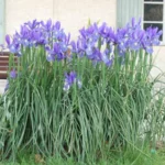 Iris xiphium — photo 4