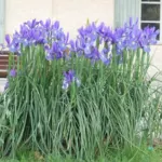 Iris xiphium — photo 4