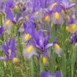 Iris xiphium — photo 5