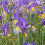 Iris xiphium — photo 5