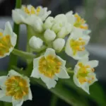 Zigadenus elegans