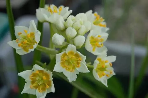 Zigadenus elegans
