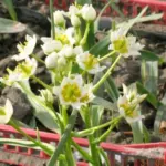 Zigadenus elegans — Zigadenus