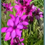Babiana stricta ‘Purple star’