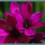 Babiana stricta ‘Purple star’ — babiana