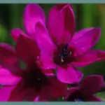 Babiana stricta ‘Purple star’ — babiana