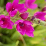 Babiana stricta ‘Purple star’ — stricta