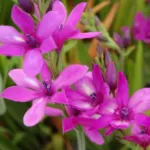 Babiana stricta ‘Purple star’ — Purple star