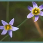 Romulea ramiflora