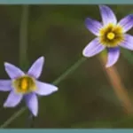 Romulea ramiflora