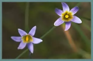 Romulea ramiflora