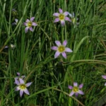 Romulea ramiflora — Romulea