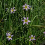 Romulea ramiflora — Romulea