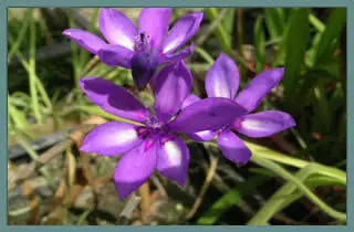 Babiana stricta ‘Zwanenburgs Glory’