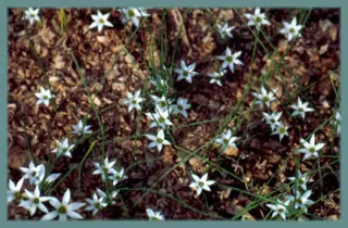 Romulea bifrons