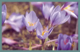 Crocus cancellatus