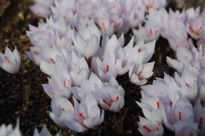 Crocus cartwrightianus