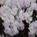 Crocus cartwrightianus
