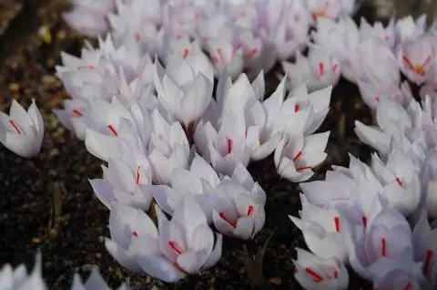 Crocus cartwrightianus