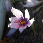 Crocus cartwrightianus — saffron