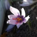 Crocus cartwrightianus — saffron