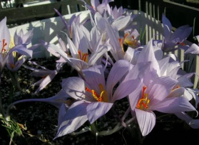Crocus pallasii pallasii