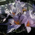 Crocus pallasii pallasii