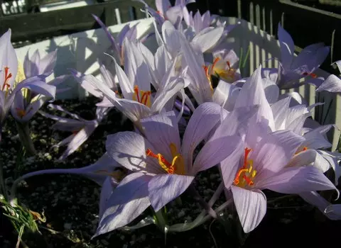 Crocus pallasii pallasii