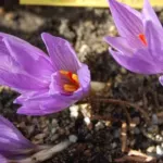 Crocus pallasii pallasii — crocus