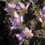Crocus pallasii pallasii — pallasii