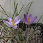 Crocus minimus