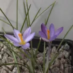 Crocus minimus