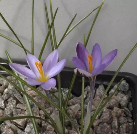 Crocus minimus