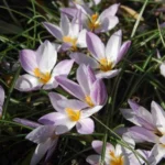 Crocus minimus — photo 2