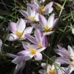Crocus minimus — photo 2