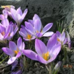 Crocus versicolor