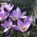 Crocus versicolor