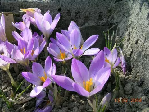 Crocus versicolor