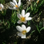 Crocus versicolor — crocus